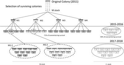 Grooming Behavior in Naturally Varroa-Resistant Apis mellifera Colonies From North-Central Argentina